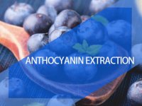 Anthocyanin extraction resin